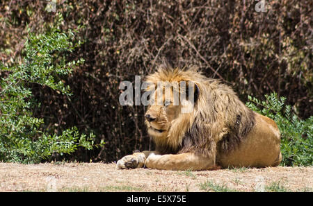 Grand Lion crinière, repose dans la savane Banque D'Images