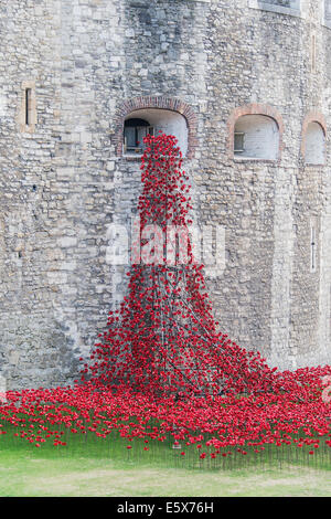 Coquelicots en céramique commencer à combler le fossé à la Tour de Londres sur l'anniversaire du début de la Première Guerre mondiale. Banque D'Images