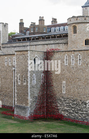 Coquelicots en céramique commencer à combler le fossé à la Tour de Londres sur l'anniversaire du début de la Première Guerre mondiale. Banque D'Images