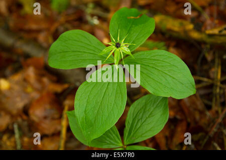 Herb Paris (Paris quadrifolia) flower Banque D'Images