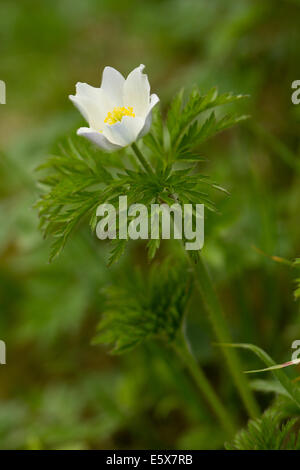 White-forme d'anémone pulsatille des Alpes (Pulsatilla alpina alpina) Banque D'Images