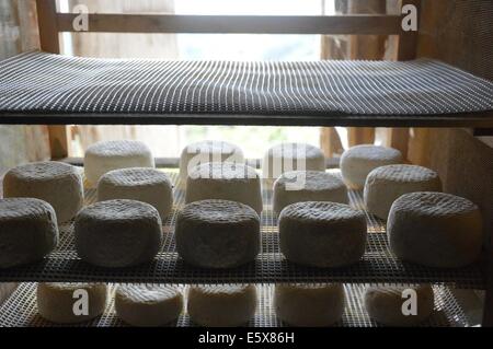 Traditionnellement en fromage de chèvre sur le rack de séchage dans l'Ardèche du Sud de la France. Banque D'Images