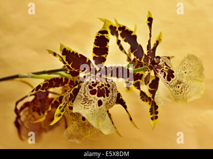 Belles grandes fleurs d'orchidée Banque D'Images