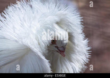 Pigeon Jacobin, avec plumes elcuello typique Banque D'Images