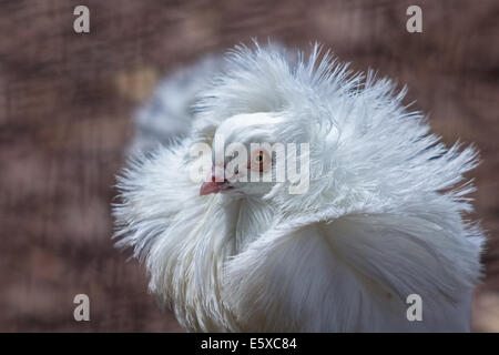 Pigeon Jacobin, avec plumes elcuello typique Banque D'Images