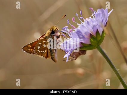 Silver-spotted Skipper sur terrain scabious flower. Denbies, flanc de Ranmore Common, Surrey, Angleterre. Banque D'Images