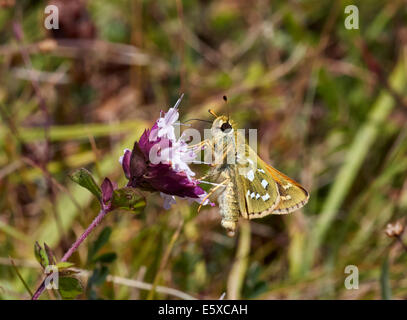 Silver-spotted Skipper sur fleur de marjolaine sauvage. Denbies, flanc de Ranmore Common, Surrey, Angleterre. Banque D'Images