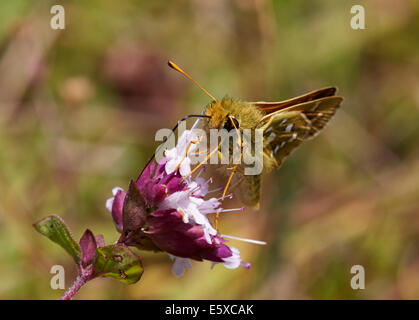 Silver-spotted Skipper se nourrissant de fleurs de marjolaine sauvage. Denbies, flanc de Ranmore Common, Surrey, Angleterre. Banque D'Images