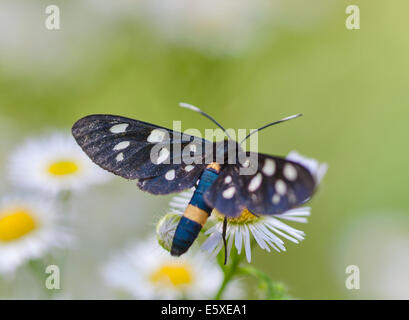 Le noir sur fond blanc papillon macro daisy Banque D'Images