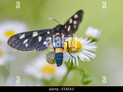 Le noir sur fond blanc papillon macro daisy Banque D'Images
