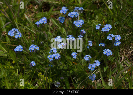 Alpine forget-me-not (Myosotis alpestris) Banque D'Images