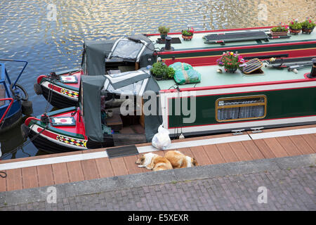 Houseboats dans le bassin de Limehouse, Londres, Angleterre Banque D'Images