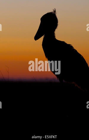 Bec-en-sabot du Nil (Balaeniceps rex) est parmi les meilleurs prix pour les ornithologues amateurs en Afrique et peut être trouvé dans Bangweulu, Zambie Banque D'Images