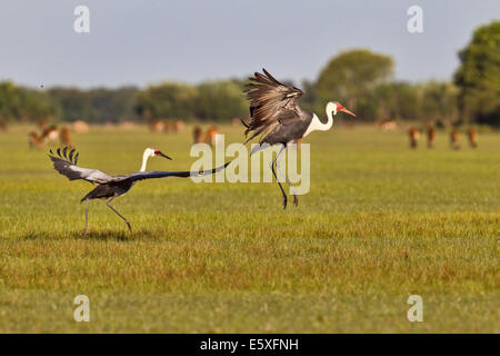 Disparition des grues (Bugeranus carunculatus caronculée) sont communément vus dans Bangweulu, Zambie. Banque D'Images