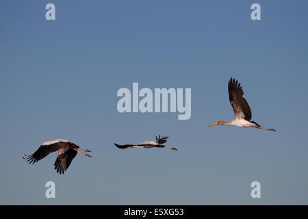 Toutes sortes d'oiseaux, tels que les cigognes à bec jaune (Mycteria ibis), se rassemblent en grand nombre comme les plaines sécher chaque année Banque D'Images