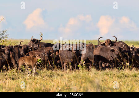 Les amateurs de Safari peut trouver quelques troupeaux de buffles africains, (Syncerus caffer) parmi les îles de Bangweulu Les zones humides, la Zambie. Banque D'Images