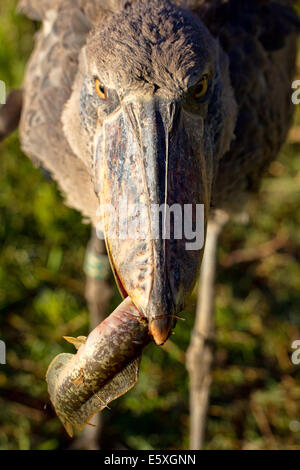 Bec-en-sabot du Nil (Balaeniceps rex) est un plaisir rare pour les ornithologues à Bangweulu, Zambie. Banque D'Images