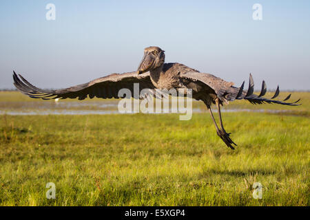 Bec-en-sabot du Nil (Balaeniceps rex) est un grand oiseau avec une envergure impressionnante et peut être trouvé à Bangweulu, Zambie. Banque D'Images