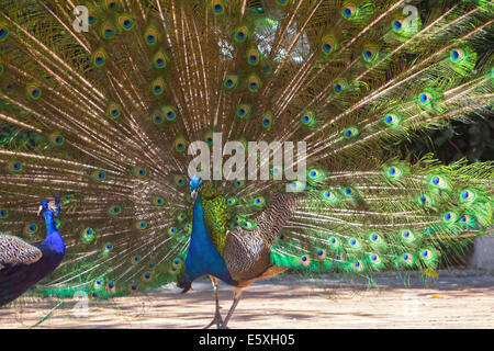 Peacock avec queue colorée attisé Banque D'Images