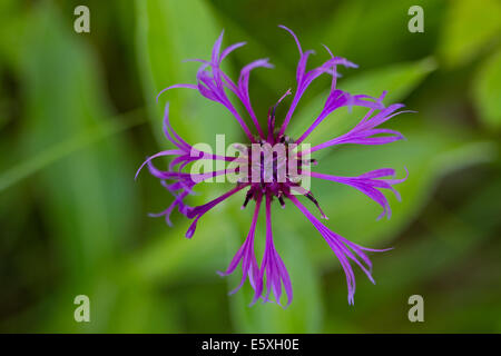 Bleuet (centaurea montana Perrenial) Banque D'Images