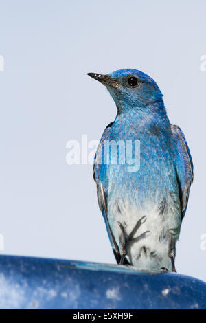 Portrait of a mountain bluebird debout sur un miroir de voiture Banque D'Images