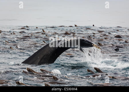 La baleine à bosse, Megaptera novaeangliae, le fluke, brise la surface au milieu d'une masse d'otaries qui se nourrissent Banque D'Images