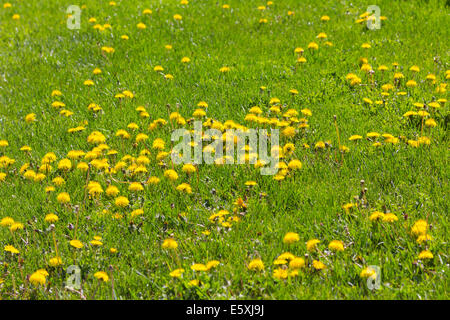 Arrière-plan de sol avec pelouse et fleurs Banque D'Images