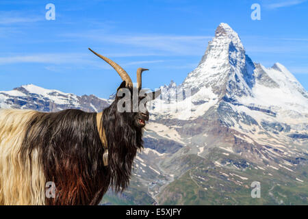 Valais Blackneck chèvre en avant du Matterhorn, Zermatt, Suisse Banque D'Images