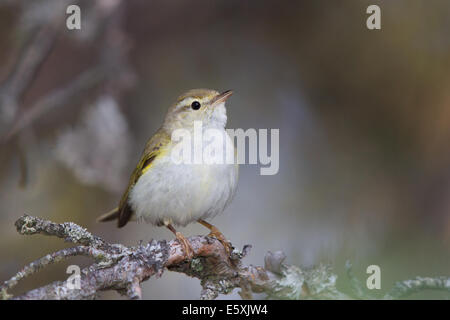 Western Bonelli's Warbler (Phylloscopus bonelli) Banque D'Images