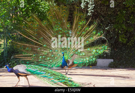 Peacock avec queue colorée attisé Banque D'Images