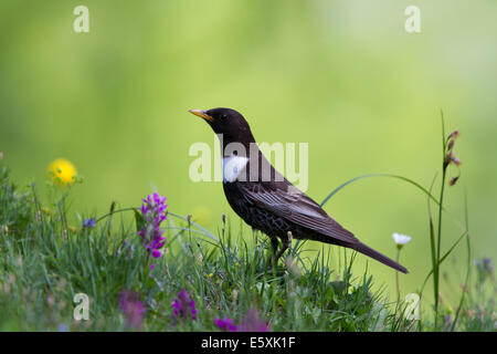 Bague mâle (Ouzel Turdus torquatus) dans une prairie alpine Banque D'Images