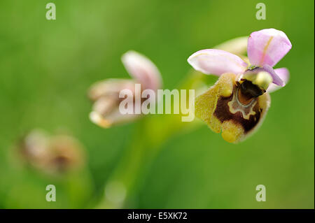 Wild Orchid Ophrys tenthredinifera, Orchideaceae, Parc National du Gargano, Puglia, Italy, Europe Banque D'Images