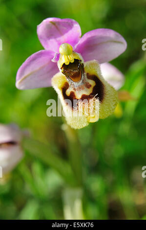 Wild Orchid Ophrys tenthredinifera, Orchideaceae, Parc National du Gargano, Puglia, Italy, Europe Banque D'Images