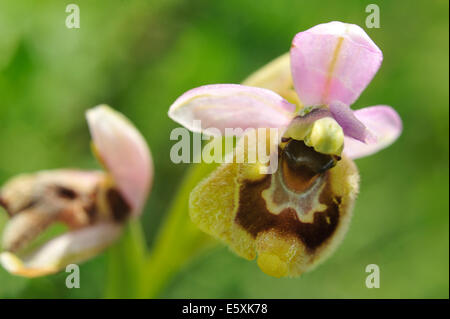 Wild Orchid Ophrys tenthredinifera, Orchideaceae, Parc National du Gargano, Puglia, Italy, Europe Banque D'Images