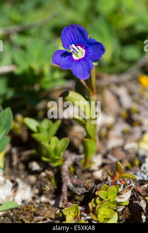 Rock Speedwell (Veronica fruticans) Banque D'Images