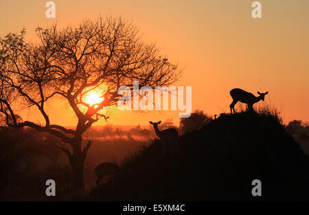 Impala Silhouette devant un beau lever de soleil Banque D'Images