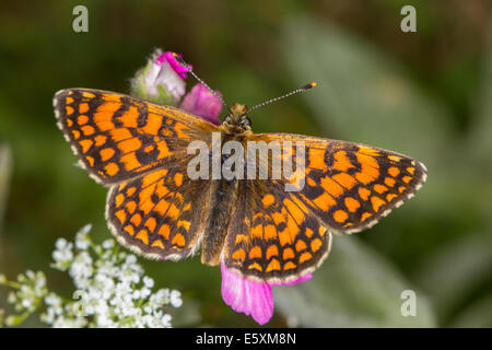 La centaurée noire fritillary (Melitaea phoebe) Banque D'Images