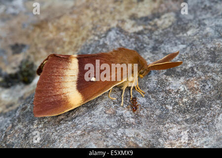 Chêne mâle Eggar (Lasiocampa quercus) Banque D'Images