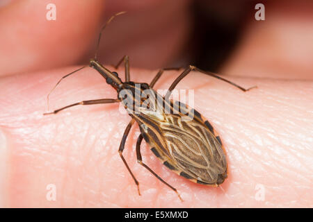 Des profils Kissing Bug (Rhodnius prolixus), l'insecte vecteur de la maladie de Chagas, la marche sur la peau humaine Banque D'Images