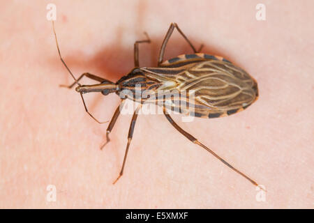 Des profils Kissing Bug (Rhodnius prolixus), l'insecte vecteur de la maladie de Chagas, la marche sur la peau humaine Banque D'Images