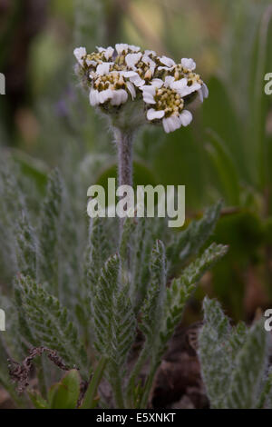 L'achillée millefeuille (Achillea nana nain) flower Banque D'Images