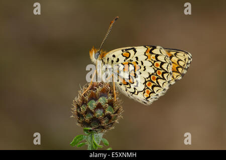 La centaurée noire fritillary (Melitaea phoebe) se percher sur une plus grande centaurée maculée seedhead Banque D'Images