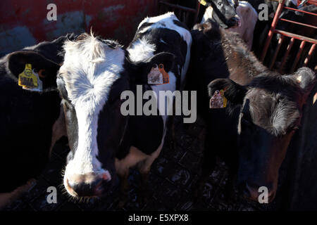 Montevideo. 8e août, 2014. Entrer un navire dans le bétail les opérations de chargement dans le port de Montevideo, capitale de l'Uruguay, le 7 août, 2014. L'Uruguay a envoyé le jeudi 10 000 veaux laitiers de race Holstein entre 8 et 15 mois sur un bateau pour la Chine. Le bateau a une capacité de 20 000 têtes et une haute technologie pour assurer le bien-être des animaux pendant le voyage. © Nicolas Celaya/Xinhua/Alamy Live News Banque D'Images