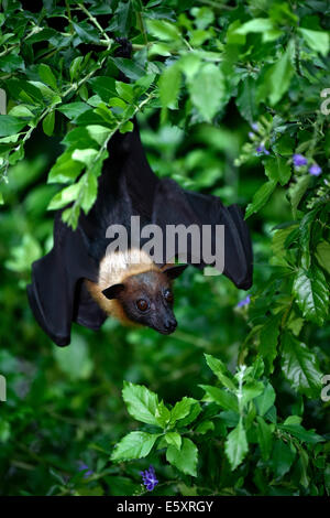 Flying Fox (Pteropus sp.), sur un arbre, originaire d'Asie du Sud-Est, captive, Bade-Wurtemberg, Allemagne Banque D'Images