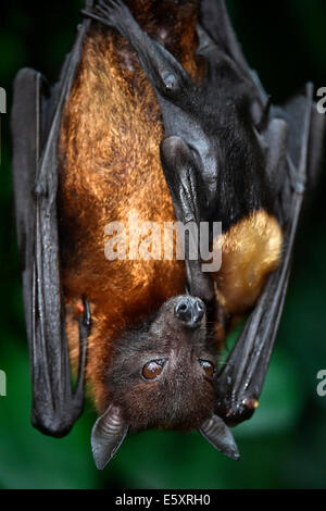 Flying Fox (Pteropus sp.), avec deux jeunes adultes, 2 semaines, originaire d'Asie du Sud-Est, captive, Bade-Wurtemberg, Allemagne Banque D'Images