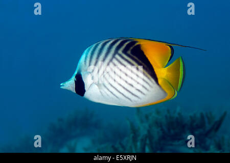 Threadfin médiocre (Chaetodon auriga), Makadi Bay, Mer Rouge, Hurghada, Egypte Banque D'Images