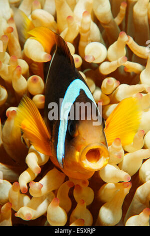 Poisson Clown à deux bandes ou la mer Rouge poissons clowns (Amphiprion bicinctus) avec une bouche ouverte en face d'une anémone, Makadi Bay Banque D'Images