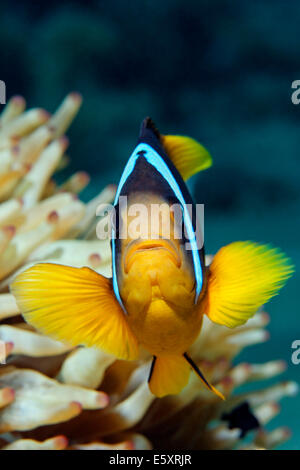 Poisson Clown à deux bandes ou la mer Rouge poissons clowns (Amphiprion bicinctus) en face d'une anémone, Makadi Bay, Mer Rouge, Hurghada, Egypte Banque D'Images