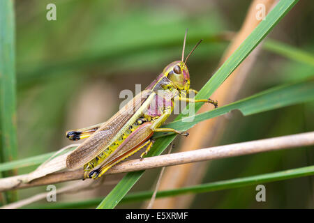 Grand Marais sauterelle (Stethophyma grossum), femme, variante de couleur rougeâtre, Mönchbruch Réserve Naturelle, Hesse, Allemagne Banque D'Images