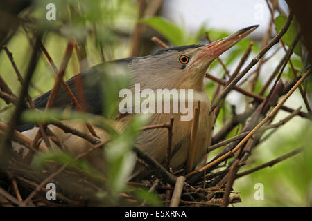 Blongios nain (Ixobrychus minutus), Zoo alpin d'Innsbruck, Autriche Banque D'Images